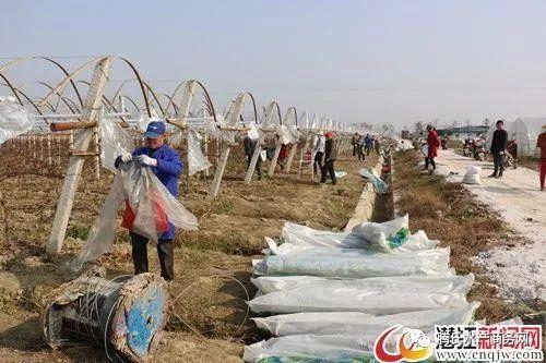 爆料养虾大棚视频,视频曝光养殖过程与奥秘